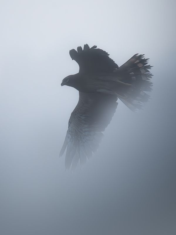 Луговой лунь, Circus pygargus, Август 2023photo preview