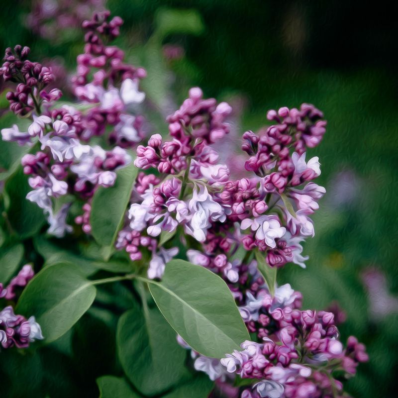 сирень Сирень фото превью