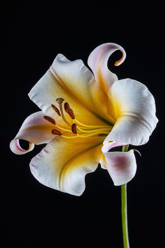 лилия, цветок, цветение, флора, цветы, растения Лилияphoto preview