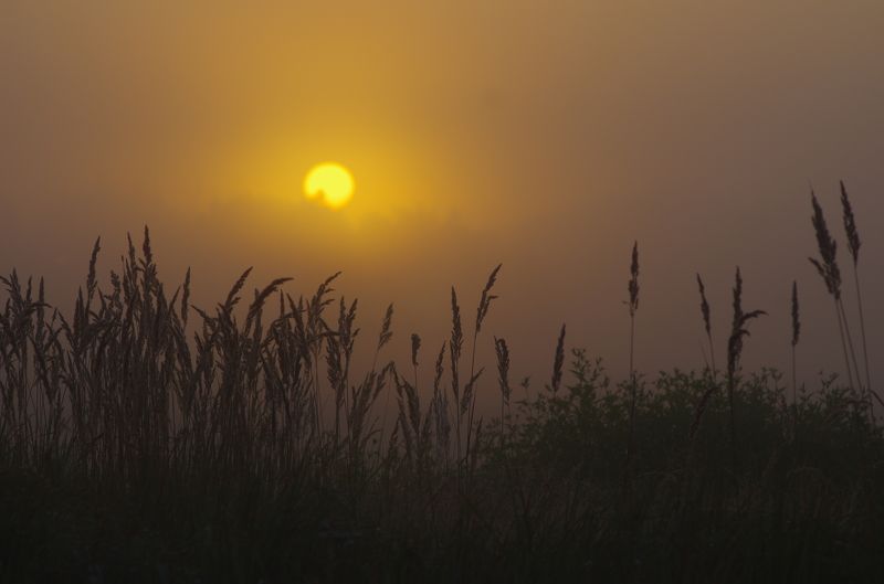 Летнее утро фото превью