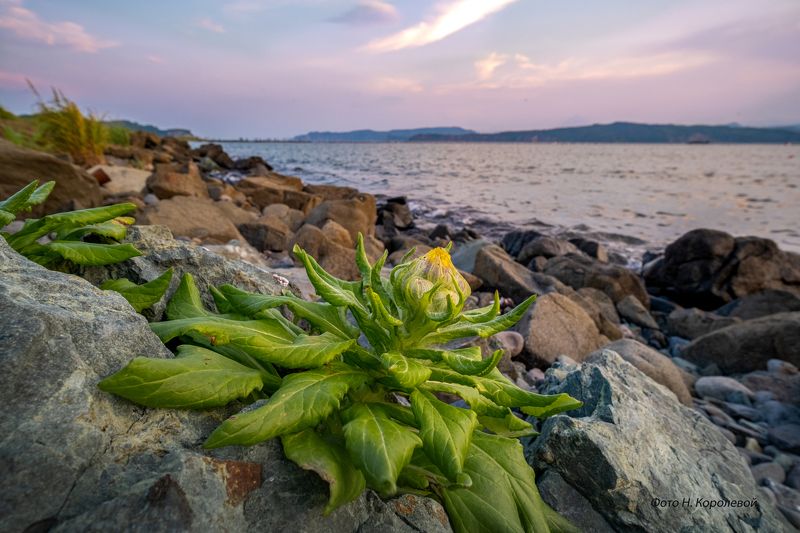 Закат цветы пейзаж Камчатка вечер Вечер на берегуphoto preview