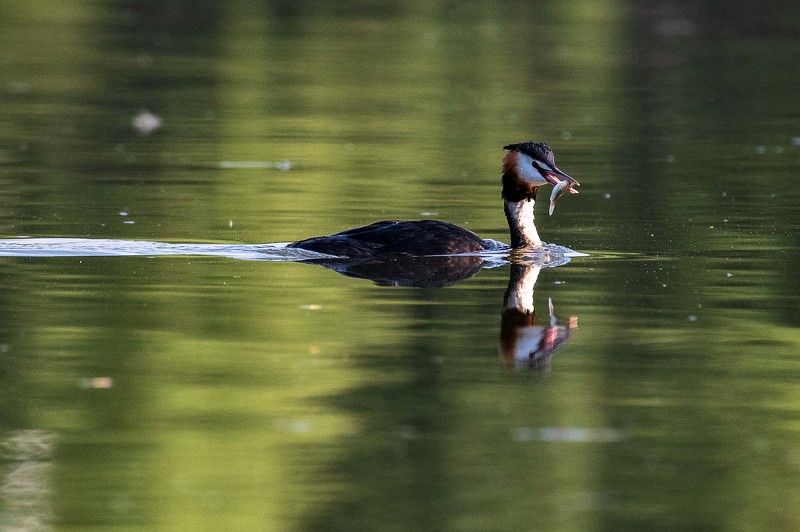 Чемгаphoto preview