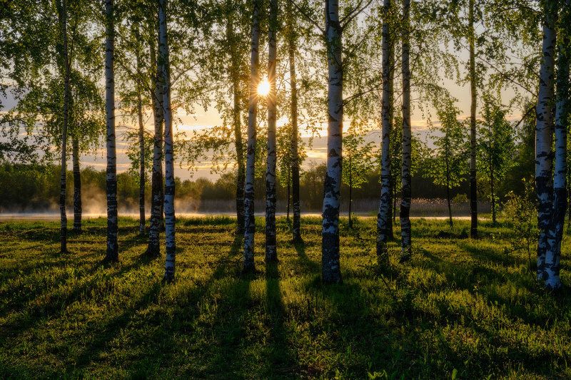 Солнце в березахphoto preview