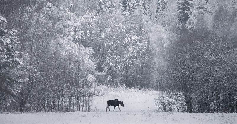 ленинградская, лось, зима, снег Прогулкаphoto preview