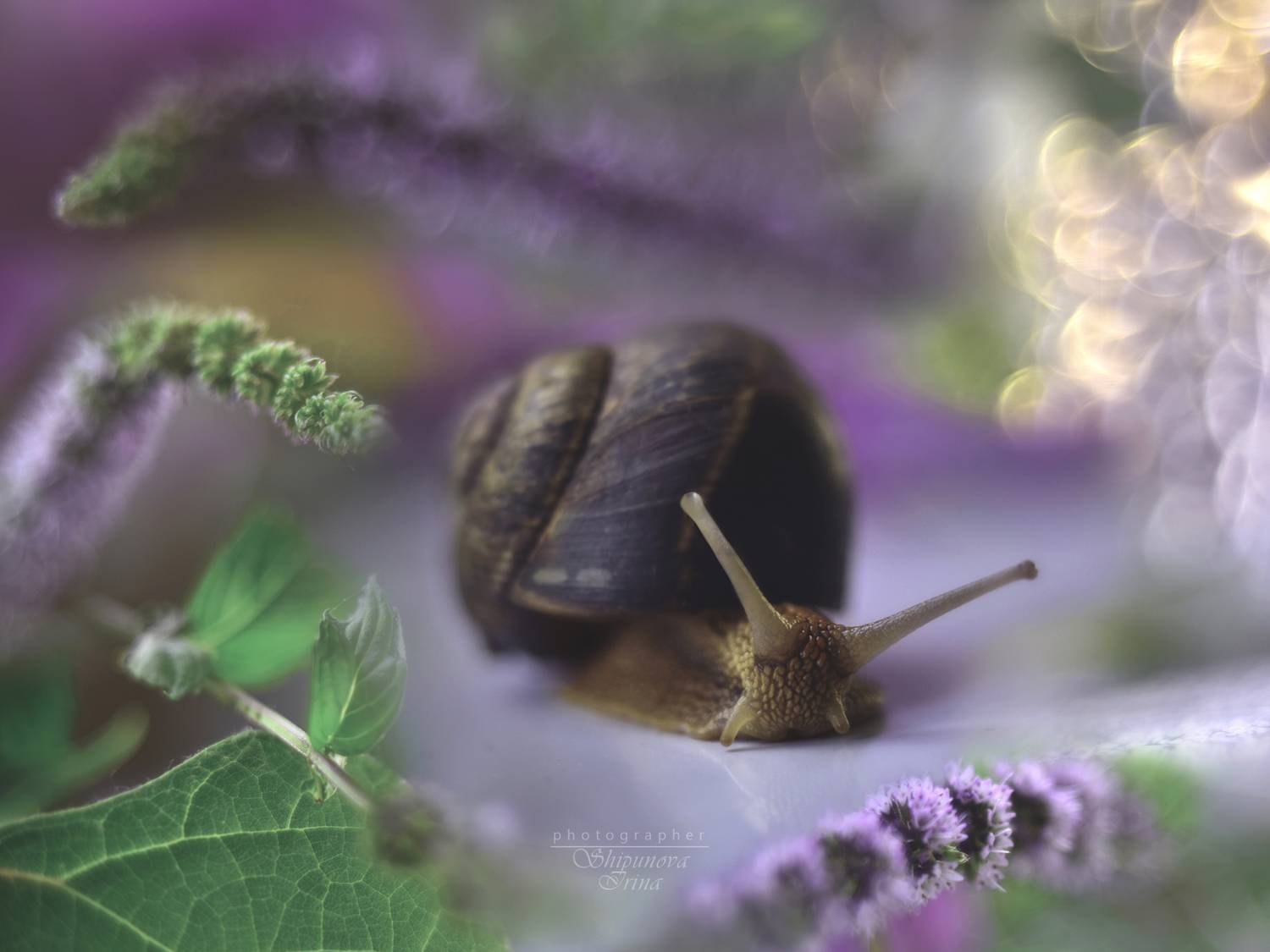 артфото, фотомакро, улитка, мята, Ирина Шипунова