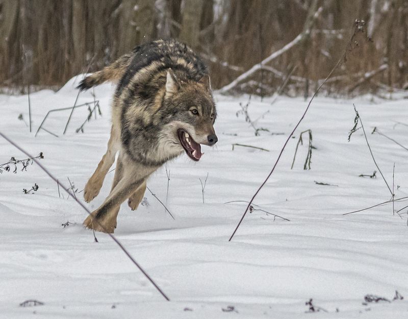 беларусь, красный бор, зима, волк Ух, догоню!photo preview