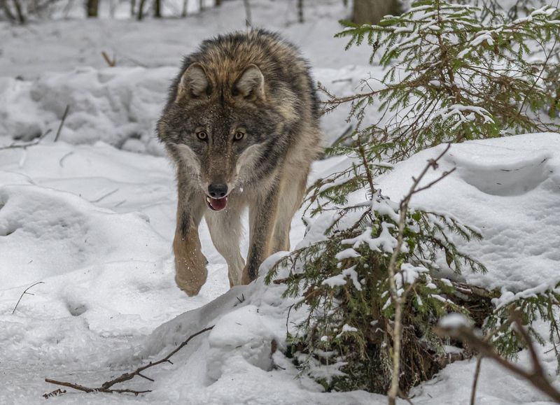 беларусь, красный бор, зима, волк Лесными тропамиphoto preview