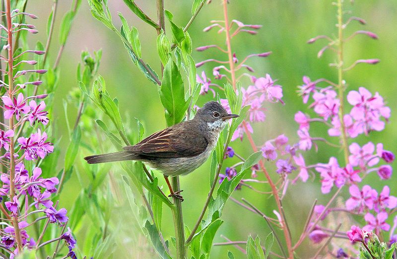 Славкаphoto preview