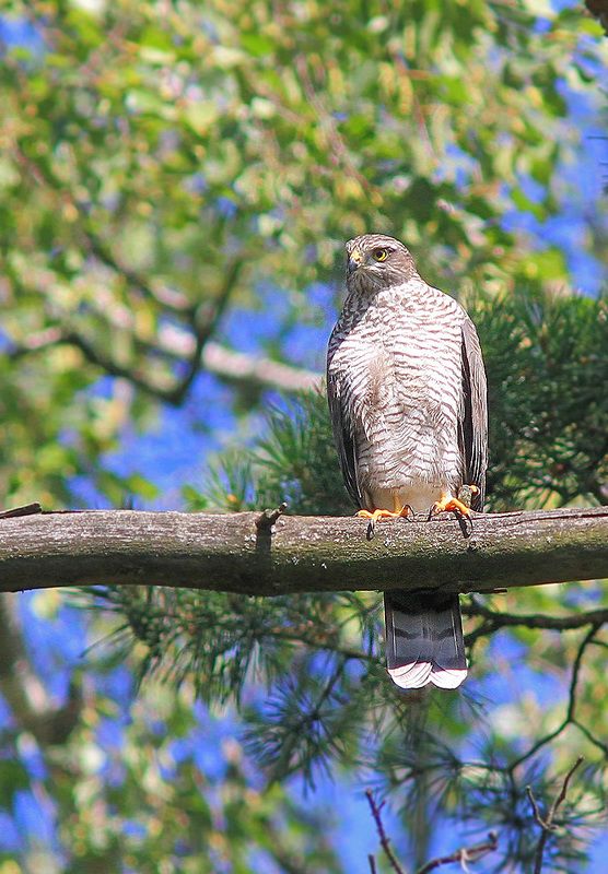 Ястребphoto preview