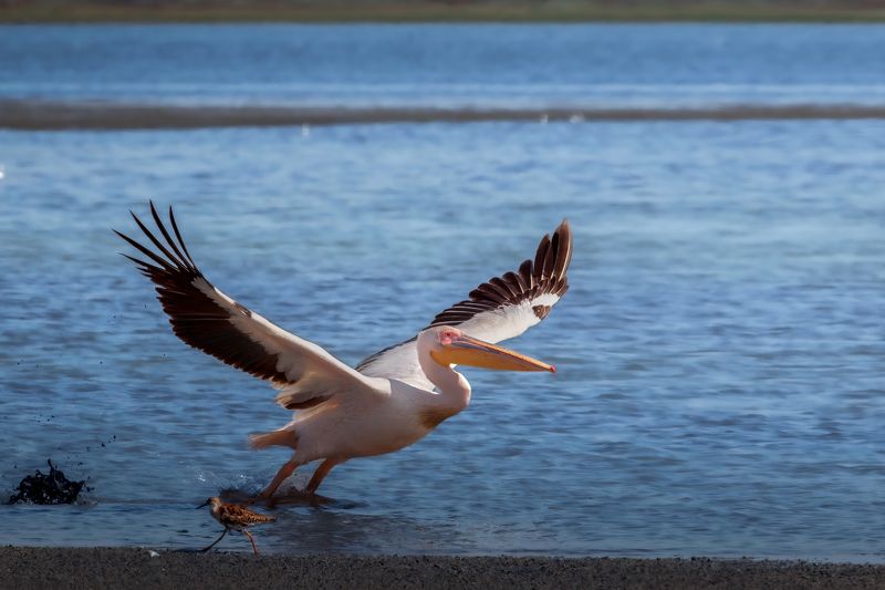 Встреча с розовыми пеликанами...photo preview