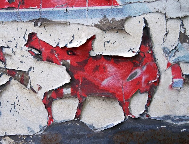 pareidolia ***photo preview