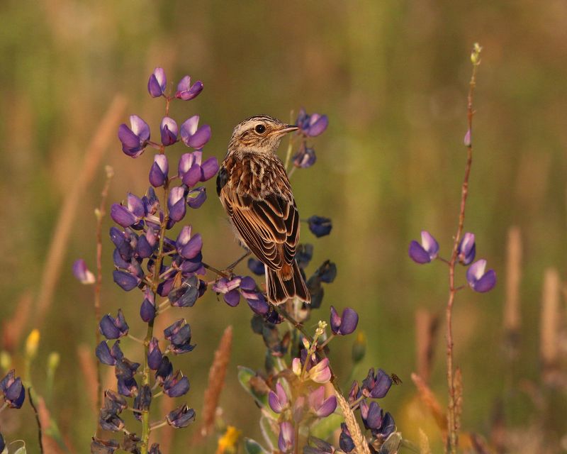луговой чекан,  saxicola rubetra,  whinchat Молодые чеканыphoto preview