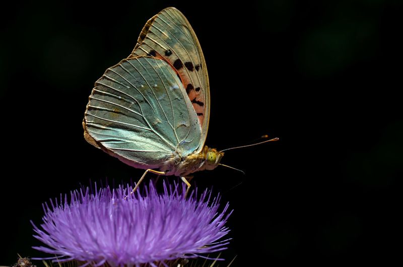 macro,butterfly, Mediterranean Fritillary photo preview