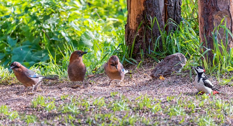 птицы, сойка, дятел, лес, Общий стол для лесных обитателей. фото превью