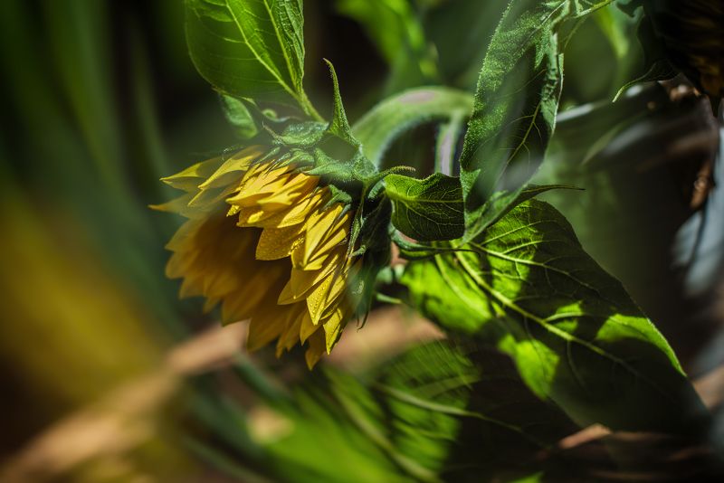 Жараphoto preview