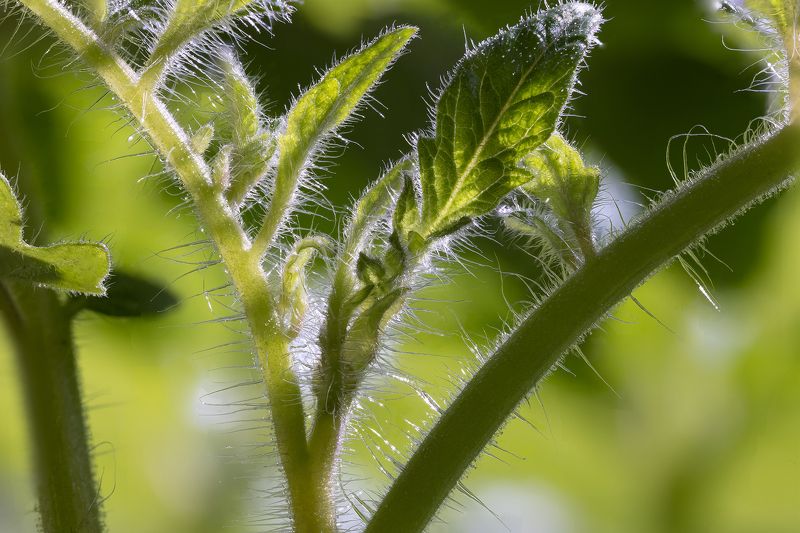 #nature #flora #flowers #plant #beautifull #природа #растения #томаты #макро #помидоры Томатphoto preview
