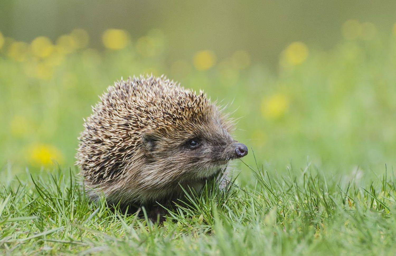 обыкновенный ёж, Михаил Агеев
