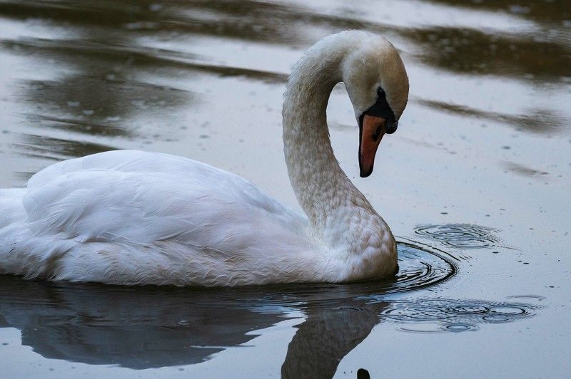 Белый лебедьphoto preview