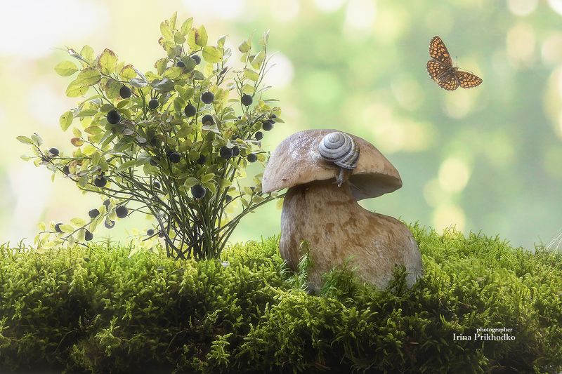 натюрморт, природа, грибы, ягоды, живность из серии Лесные сказкиphoto preview