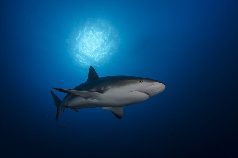 Акула, Акула, подводный мир, море, живо, Дикие животные, Животные, Под водой, Подводный мир, Природа Акула под солнцемphoto preview