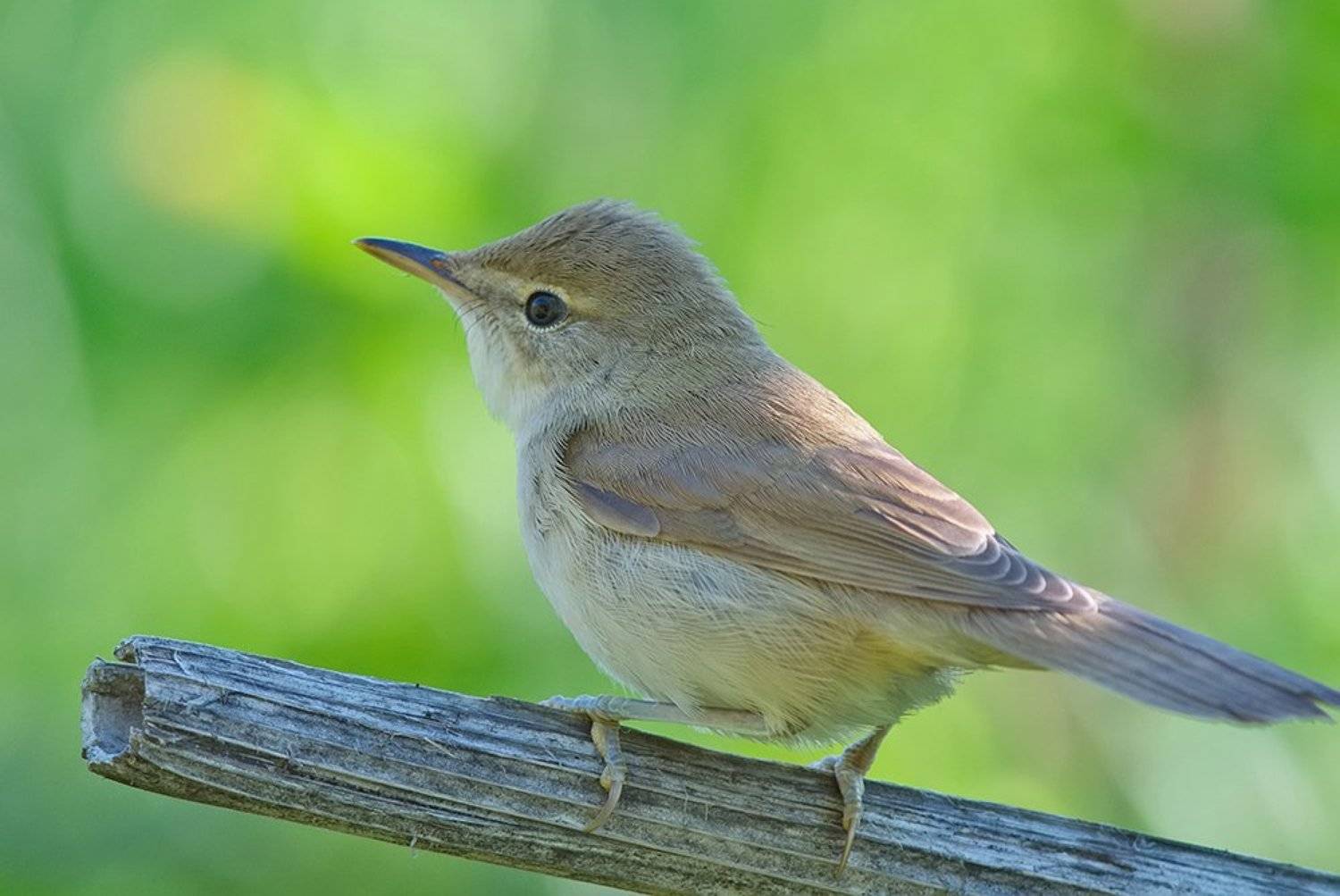 ***. Автор: Alexey Gnilenkov , Alexey Gnilenkov