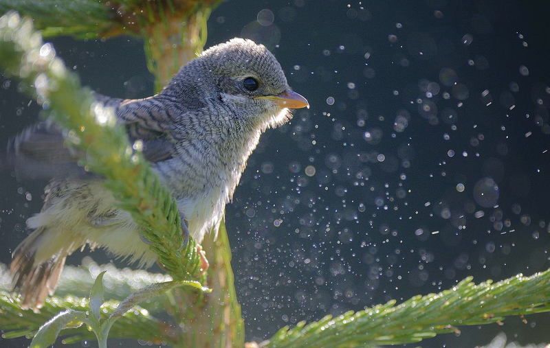Жулан Утро, мокро... фото превью