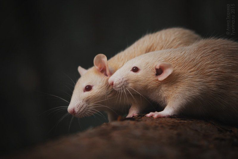 Лесная сказкаphoto preview