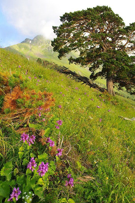 пейзаж со льном и соснойphoto preview