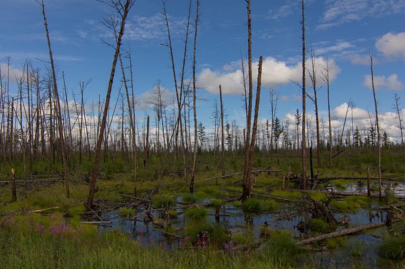 якутия, сибирь, вечная мерзлота, болото, лес, тайга Отступление вечной мерзлотыphoto preview