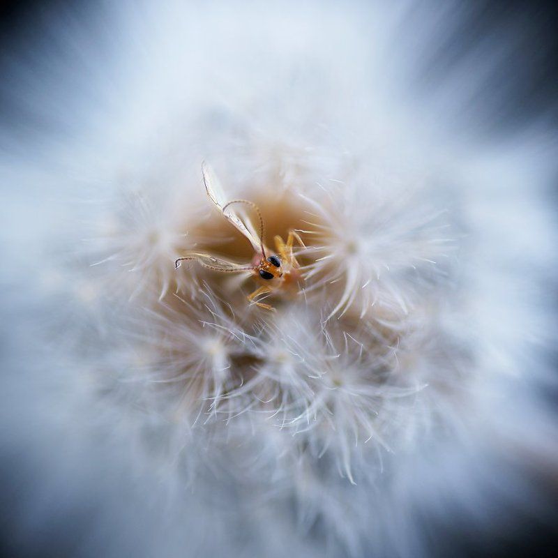 Из жизни эльфовphoto preview