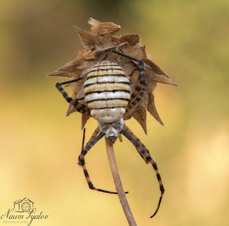 Аргиопа Осеньphoto preview