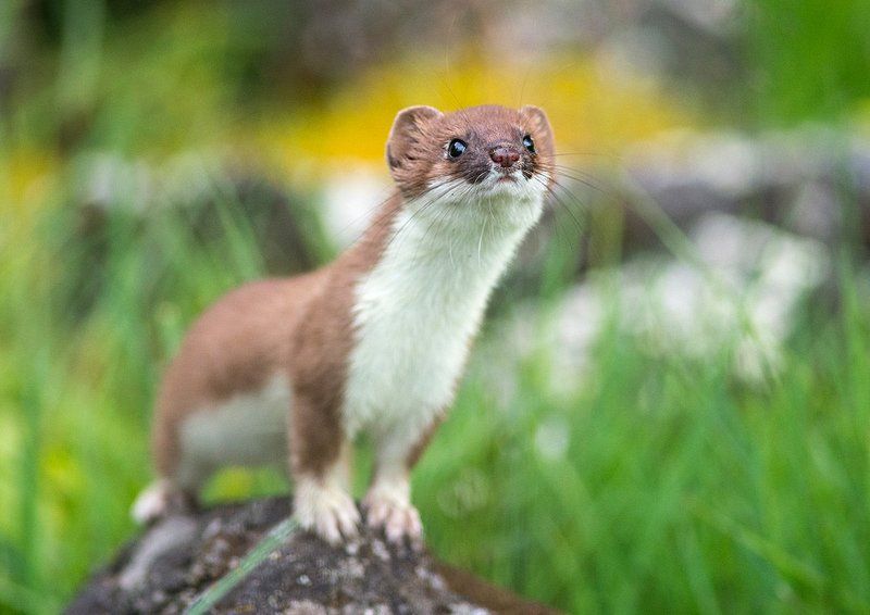 Оймяконские горностайчикиphoto preview