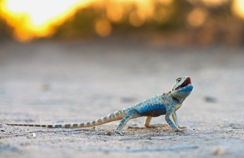 ящерица, агама, узбекистан, дикая природа, рептилии, пустыня, desert, macro, lizard, agama, reptile, wildlife, uzbekistan Хозяин пустыниphoto preview