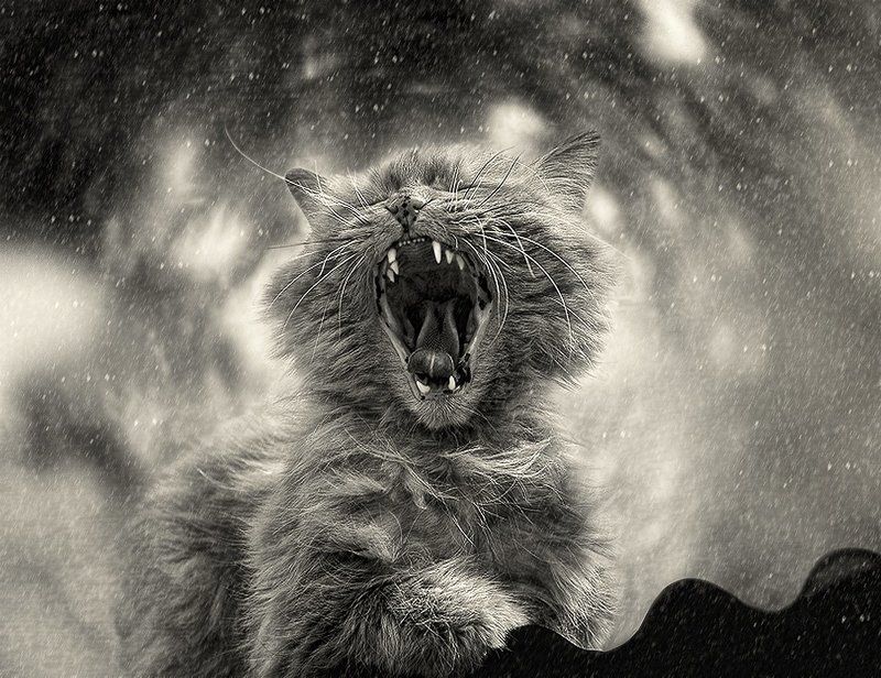 .............................photo preview