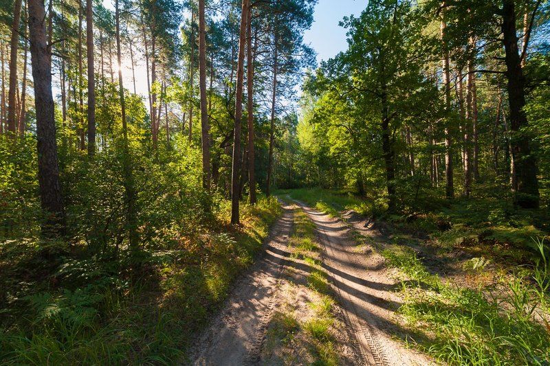 фото природа лес тропинка солотча лето утро Лесными тропинкамиphoto preview