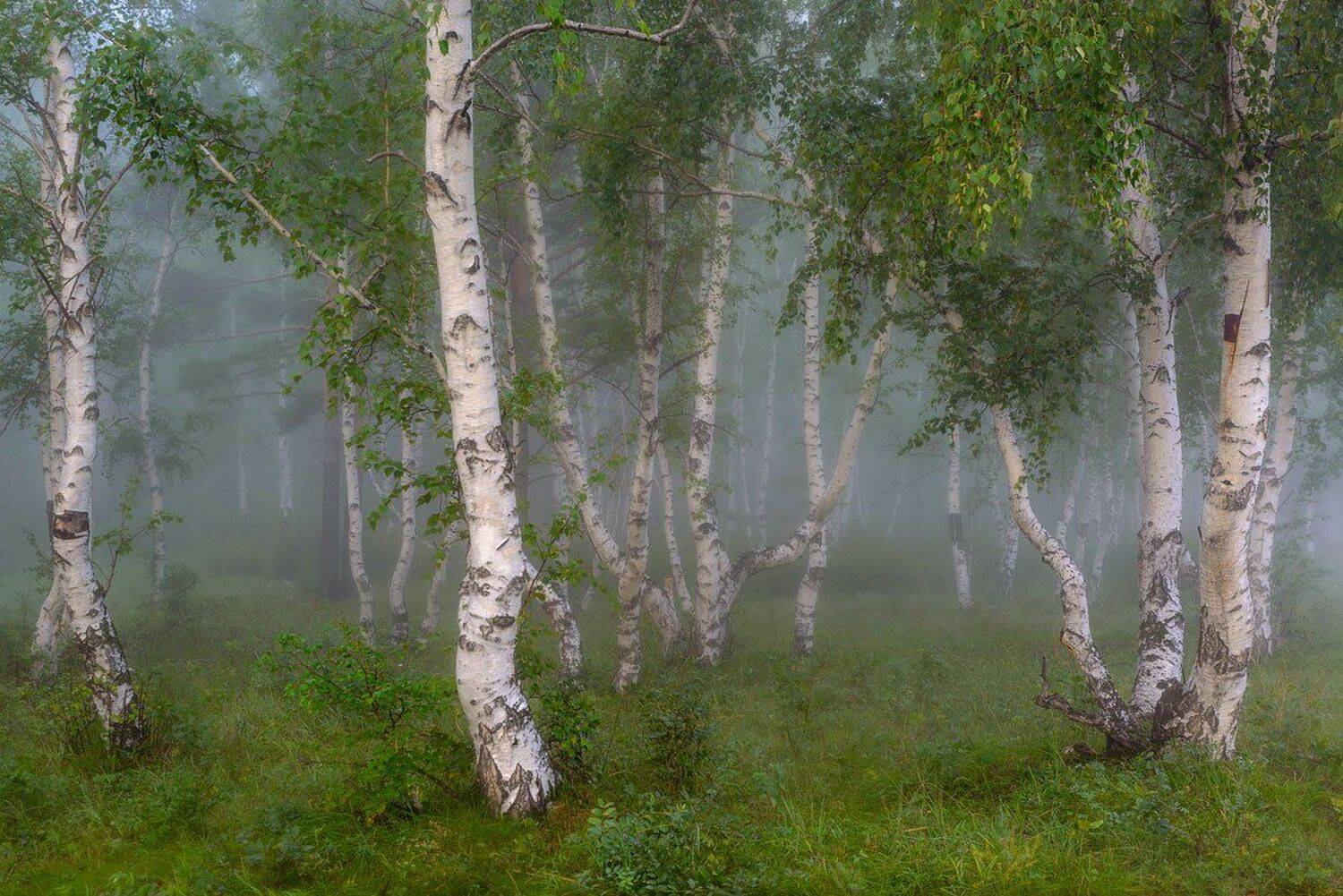 Утро в березовом лесу. Автор: Сергей Брагин , Сергей Брагин