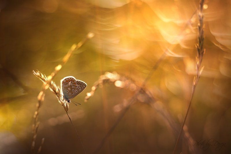 летнее утроphoto preview