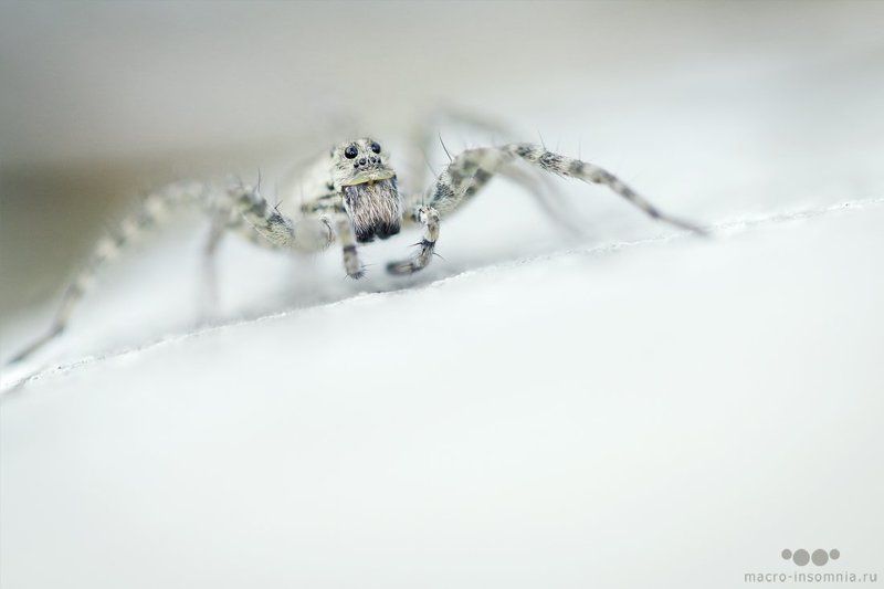 белый, вечер, макро, насекомые, паук Безмолвиеphoto preview