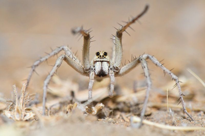 макро, паук, узбекистан, природа, дикая природа, тарантул, пустыня, ночь,  spider, tarantul, macro, wildlife, uzbekistan, nature, desert, night Дай пощупаюphoto preview