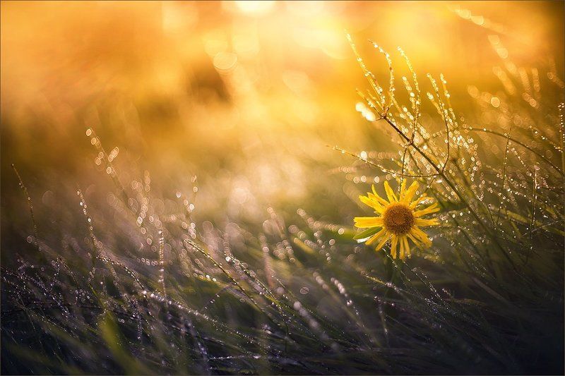 Капельковоеphoto preview