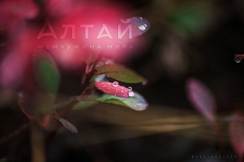 Алтай, Россия, Сибирь Осенний Алтай.photo preview