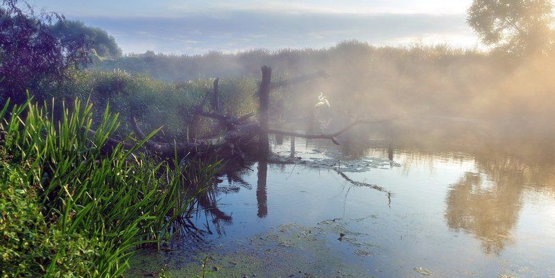 Вьющие гнездовье. фото превью