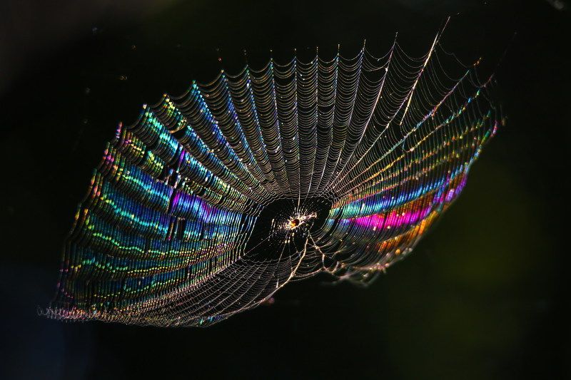 Медузаphoto preview