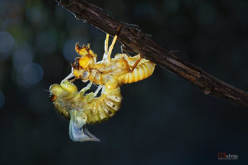 Lột Xácphoto preview