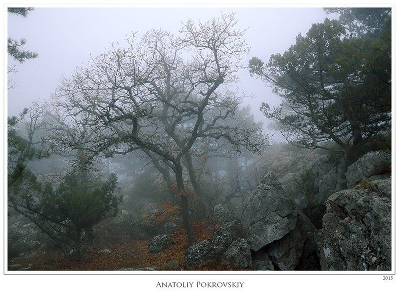 Анатолий покровский, Весна, Деревья, Лес, Скалы, Туман Забытые сказки давно покинутого леса фото превью