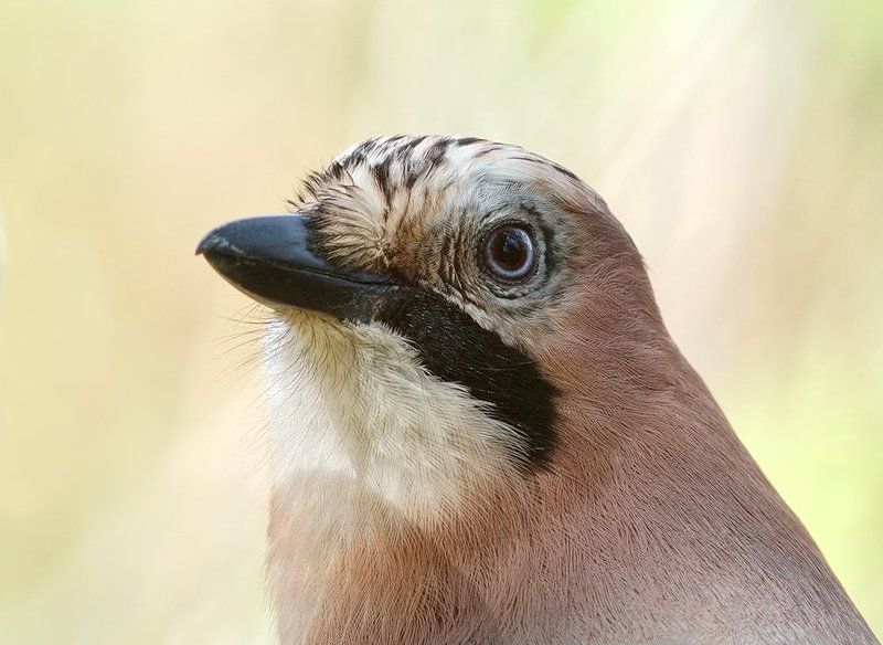 Сойка...photo preview