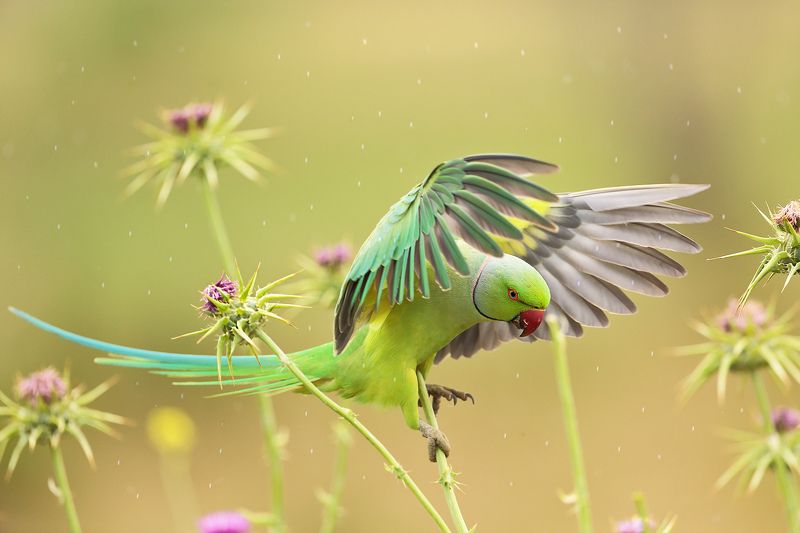 Попугай и дождьphoto preview