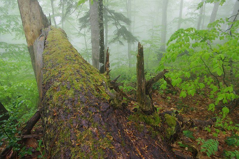 призрачный лесphoto preview