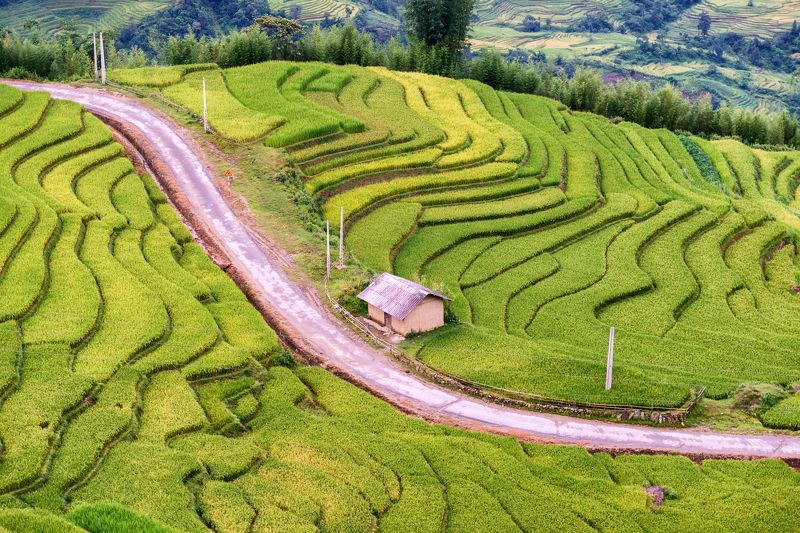 Rice - Food Staple, Terraced Field, Bali, Banaue, Philippines, Vietnam, Field, Asia, Mountain, Green Color, Landscape, Farm, Agriculture, Nature, Cultures, Travel, Plant, Asian Ethnicity, Food, Valley, Rice Paddy, Tropical Climate, Rural Scene, Biological Rice Terracesphoto preview