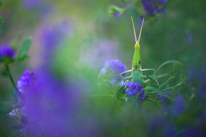 макро, кузнечик, саранча, акрида, пустыня, дикая природа, портрет, macro, nature, wildlife, desert Кто здесь?!photo preview